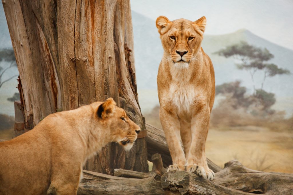 africa-animal-big-carnivore-41178-1024x682.jpeg