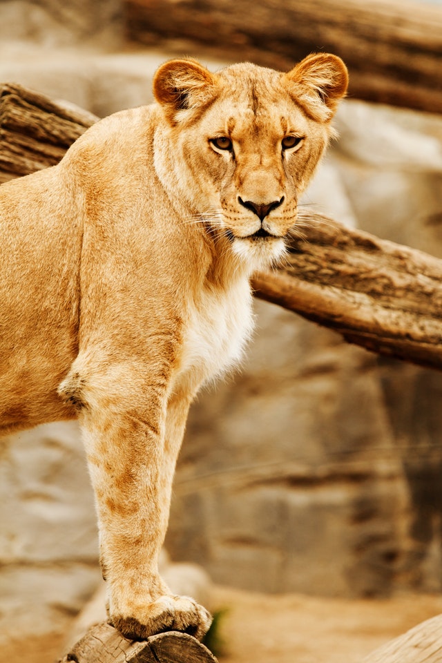 africa-animal-big-carnivore-41182.jpeg