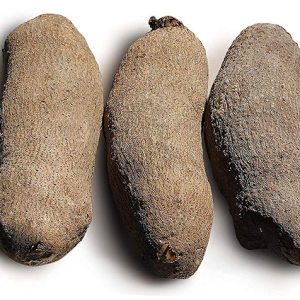 Fresh Yams